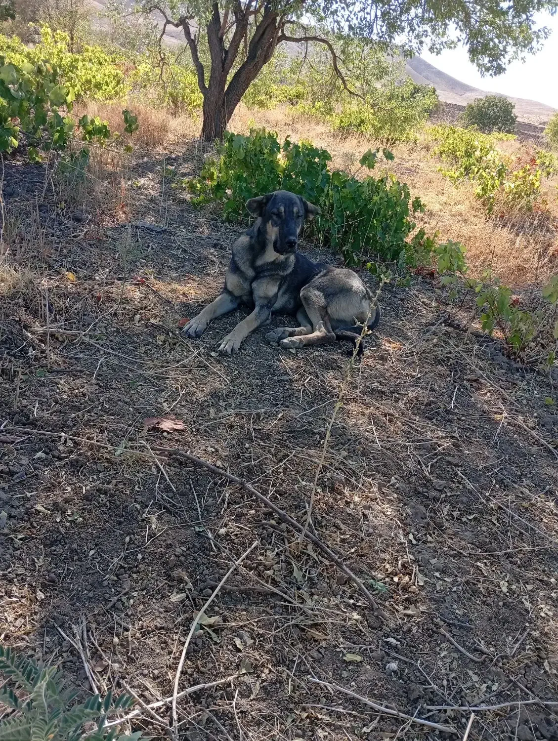 ماده پژدر|سگ|زند, |دیوار