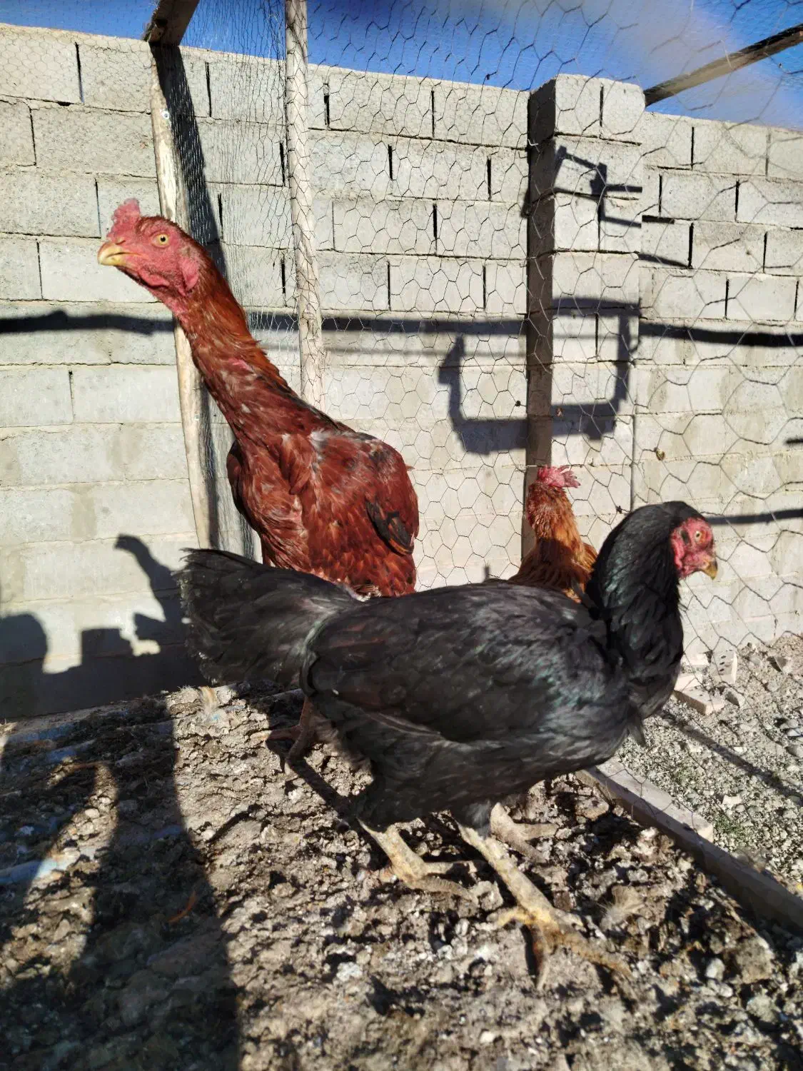 خروس و مرغ لاری و محلی|حیوانات مزرعه|چهاربرج, |دیوار