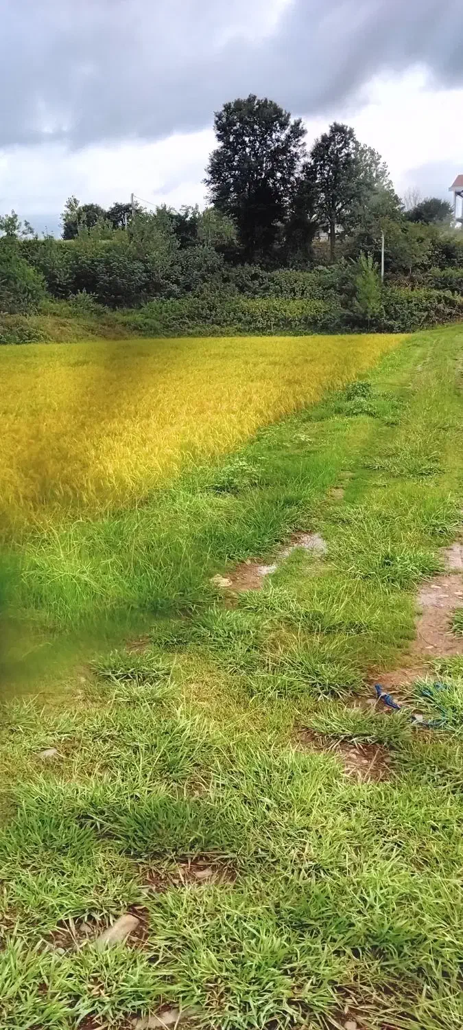 ۵ هکتار شالی|فروش دفتر صنعتی، کشاورزی، تجاری|اطاقور, |دیوار