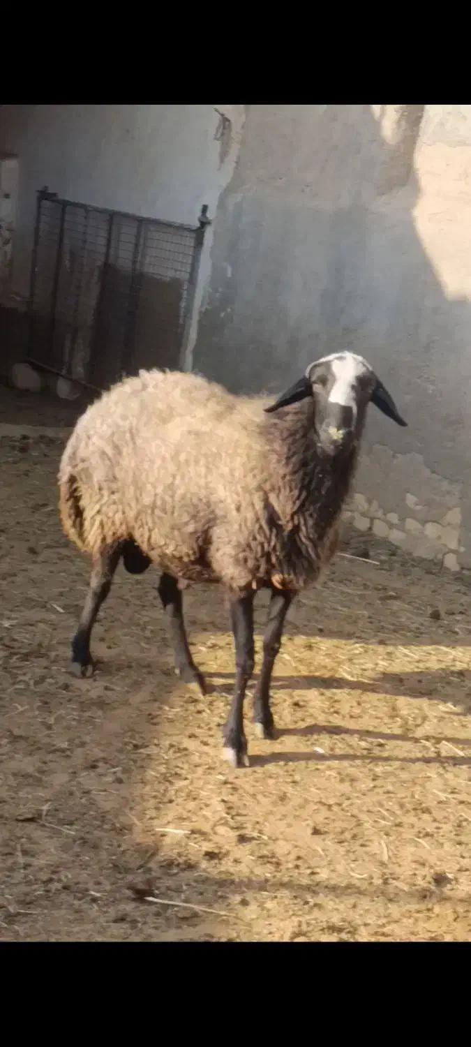 قوچ سیاه کبود|حیوانات مزرعه|آران و بیدگل, |دیوار