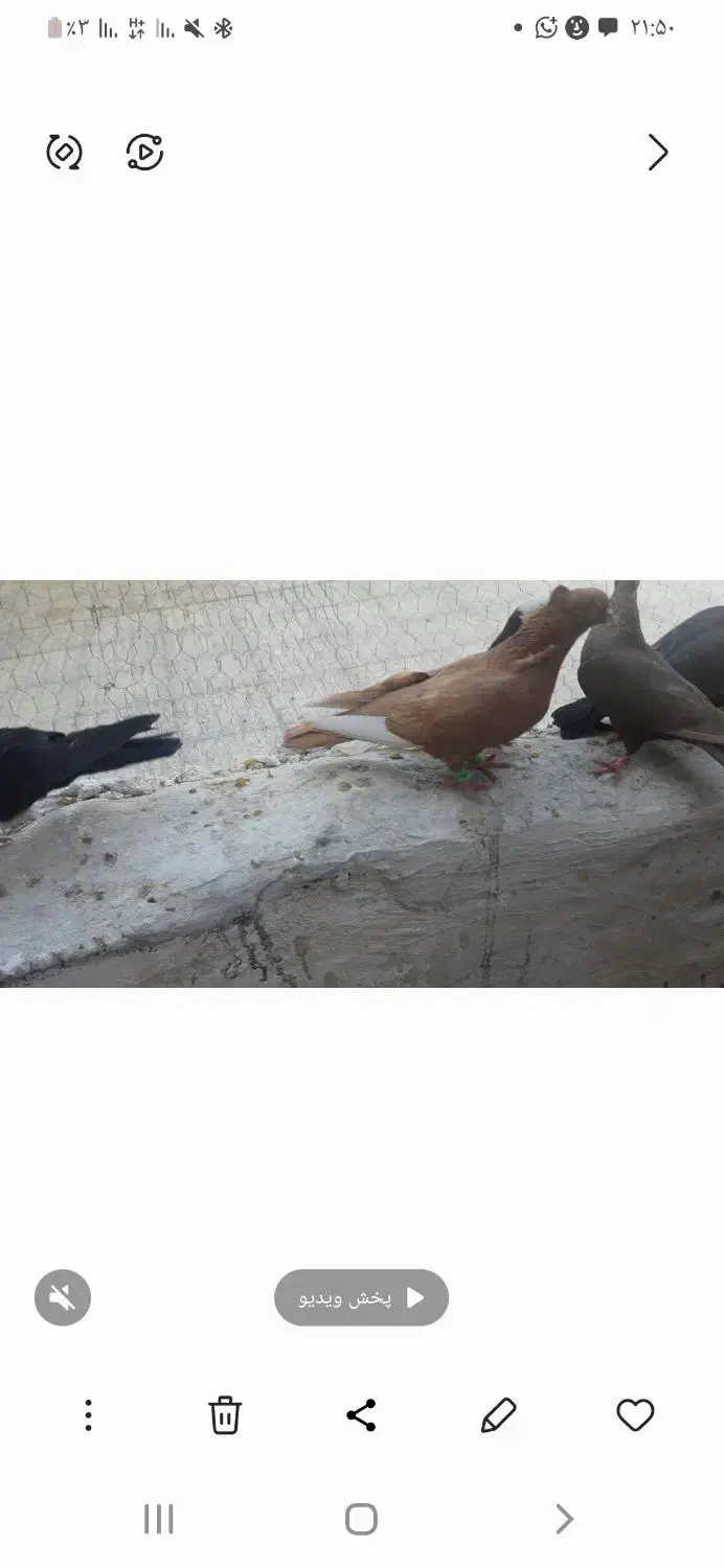 کفتر رنگی|پرنده|بهمن صغاد, |دیوار