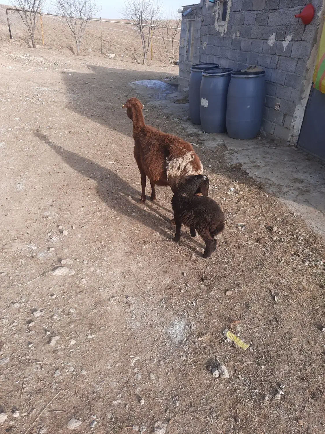 ۶راس بز بابزغاله ویک راس گوسفندبره دار|حیوانات مزرعه|اردبیل, |دیوار