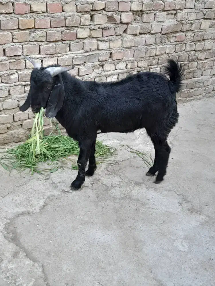 بزغاله|حیوانات مزرعه|زاهدان, |دیوار