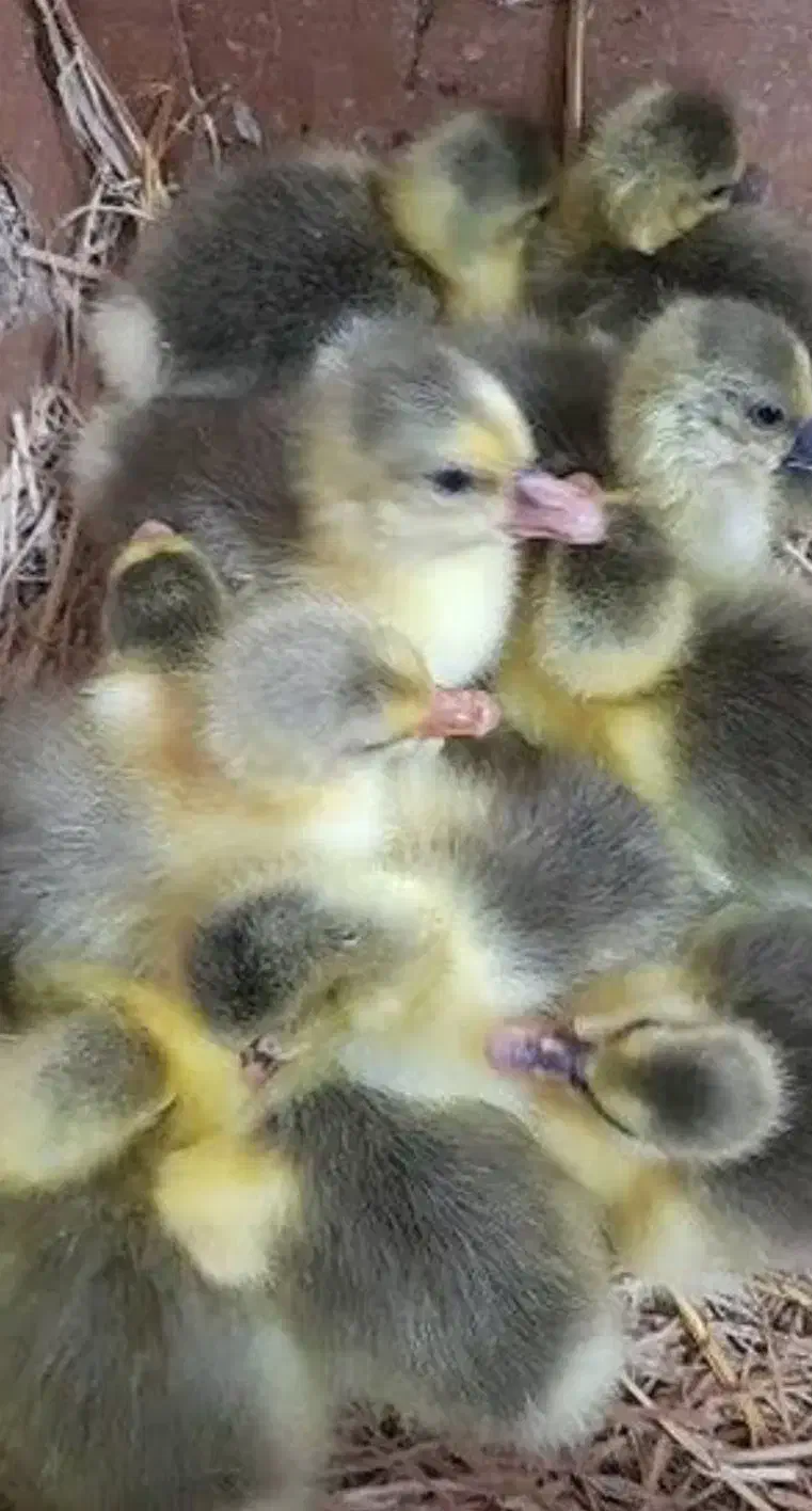 جوجه غاز 7روزه|حیوانات مزرعه|گلوگاه بابل (گلیا), |دیوار