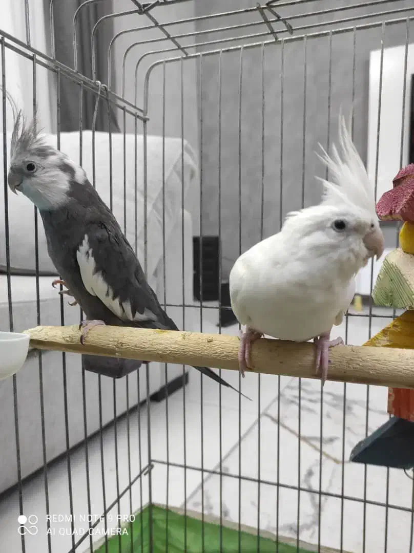 عروس هلندی جفت مولد خ الهیه ۱۱/۱۳|پرنده|بندرعباس, |دیوار