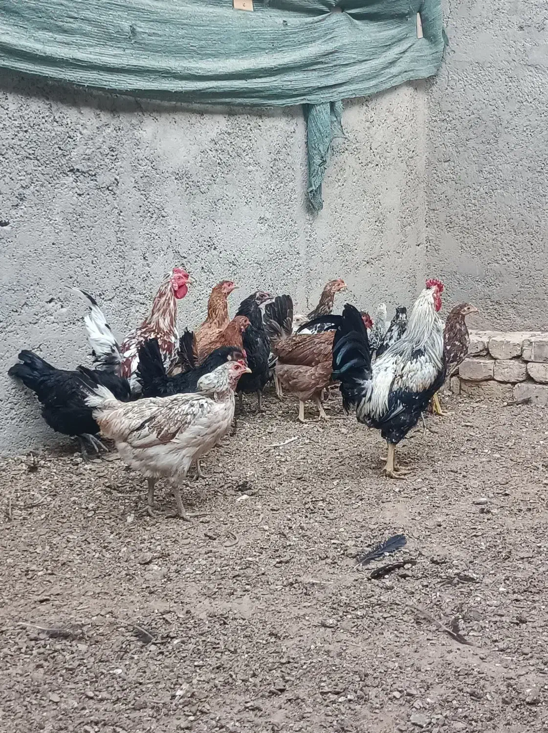 مرغ و و جوجه گلین|حیوانات مزرعه|ورامین, قويينک زهری|دیوار