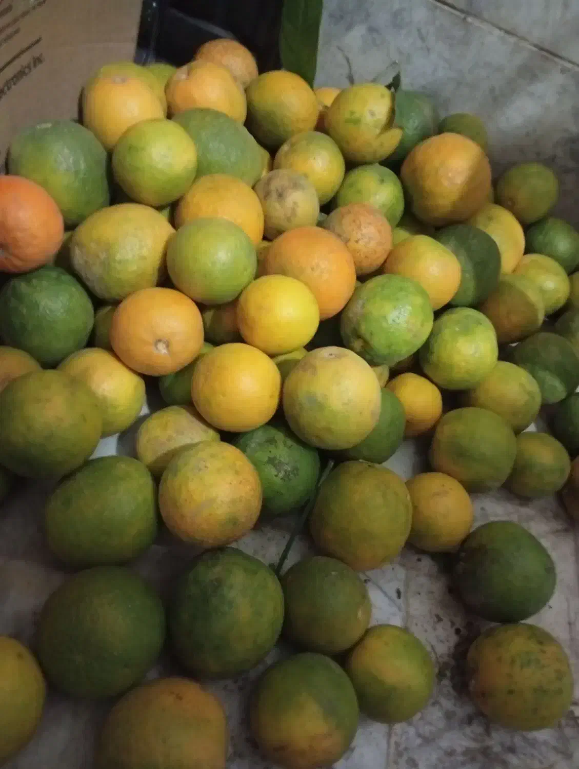 نارنج درختی درجه یک آبدار|خوردنی و آشامیدنی|گرگان, |دیوار