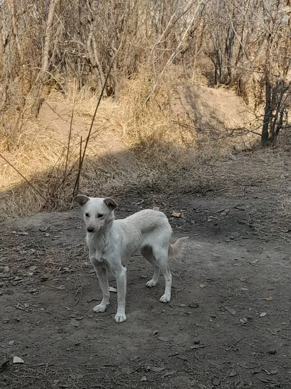 اشپیتز رایگان|سگ|تبریز, |دیوار