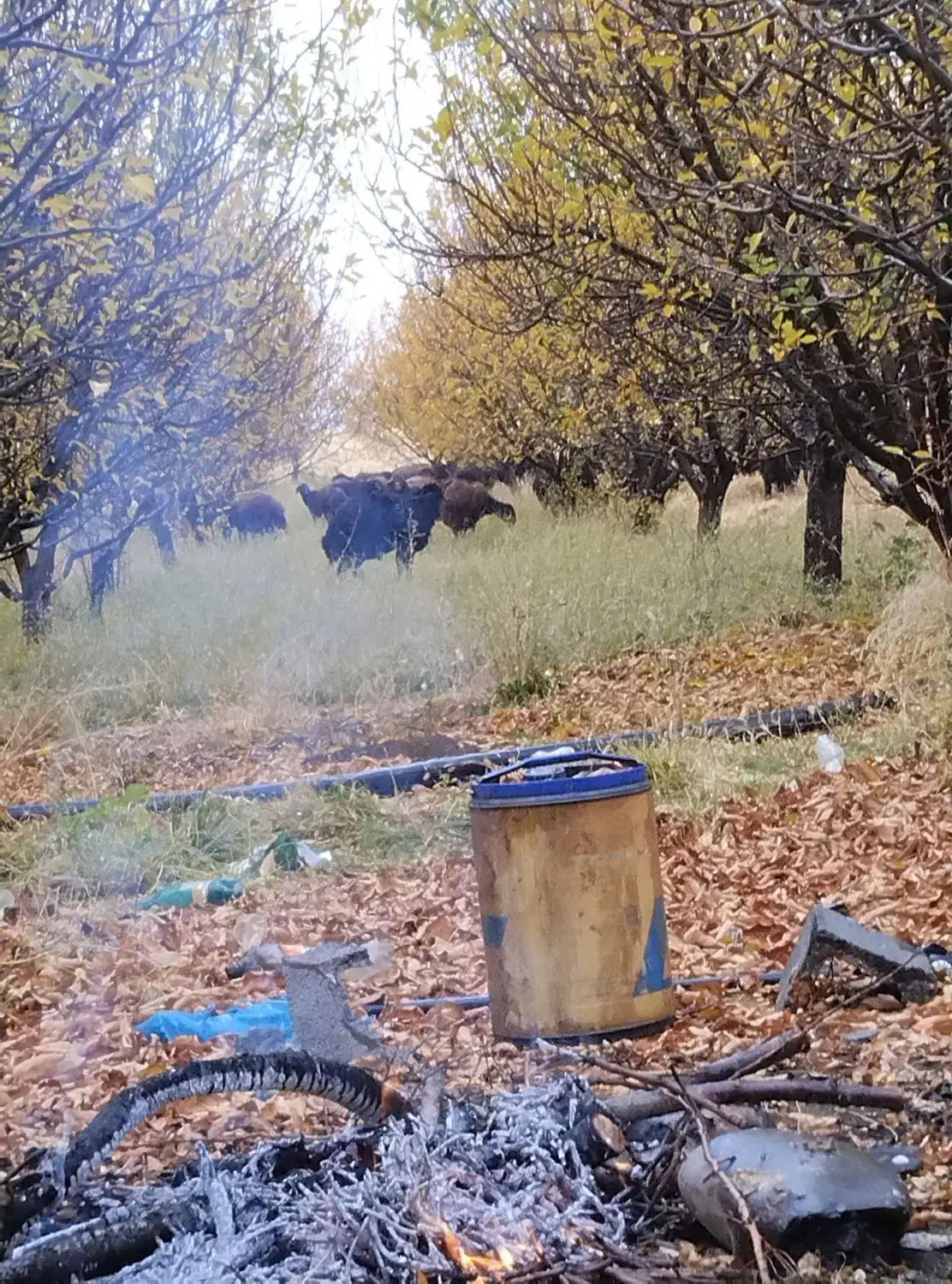 باغ|فروش دفتر صنعتی، کشاورزی، تجاری|سراجو, |دیوار