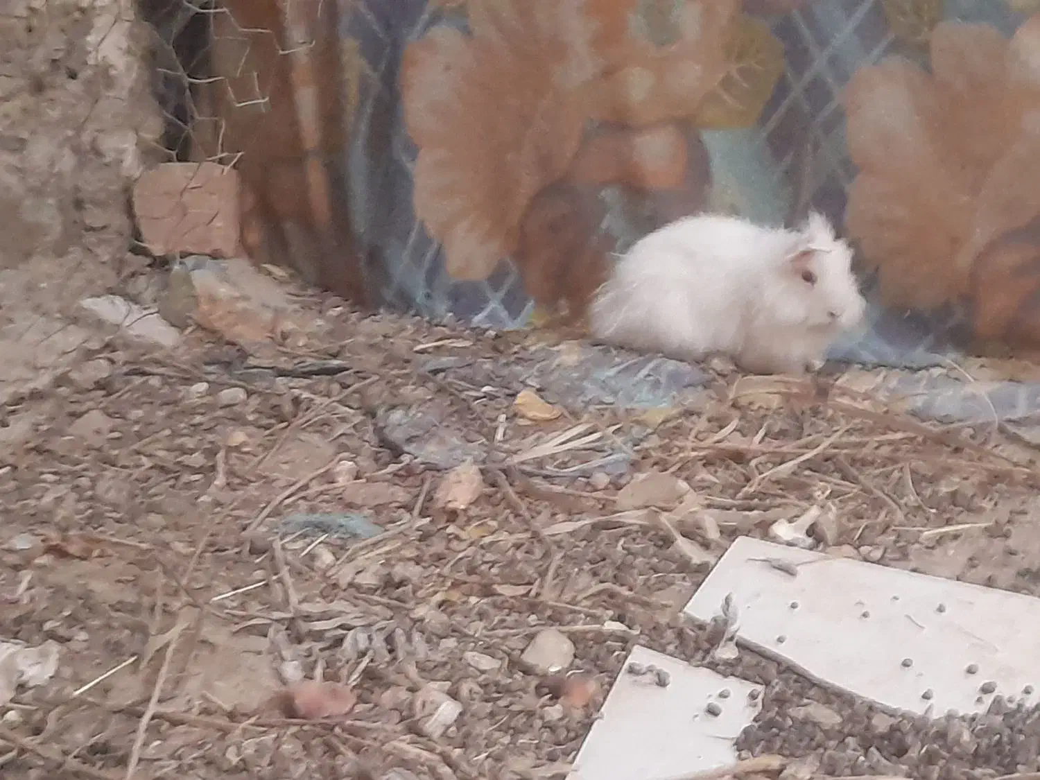 خرگوش پشمالو دونه|موش و خرگوش|سراوان, |دیوار