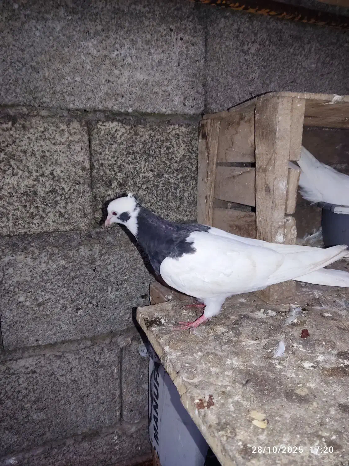 کبوتر طوقی|پرنده|آستانه اشرفیه, |دیوار