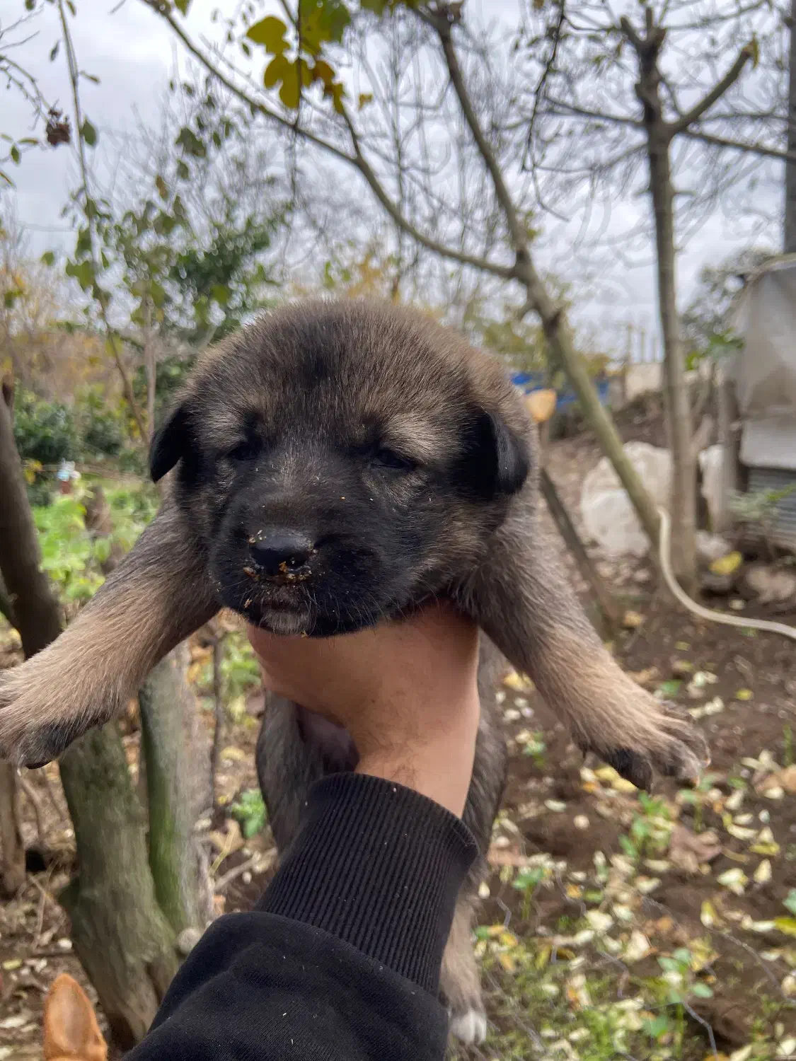 توله سگ|سگ|تالش, طولارود|دیوار