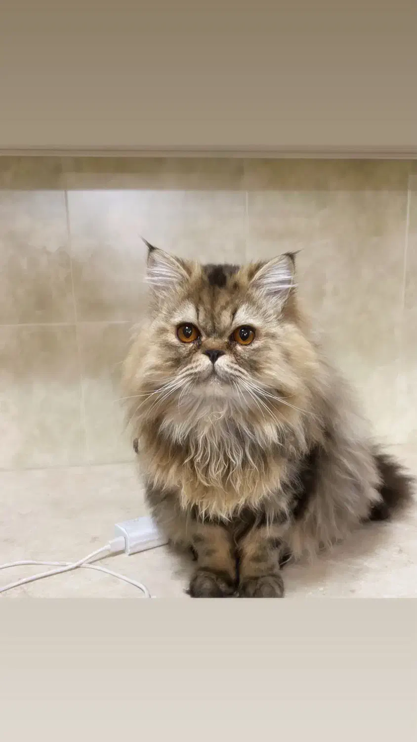 پرشین اصل|گربه|مراغه, |دیوار