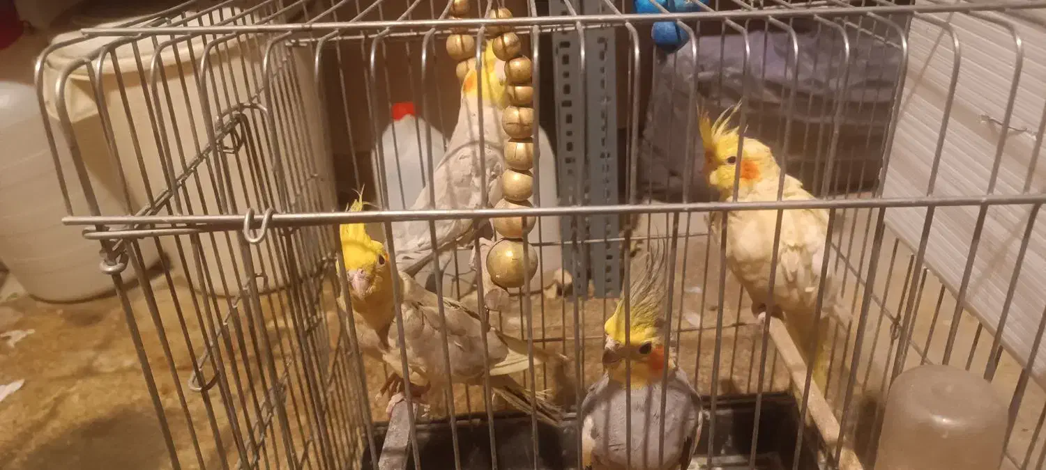 عروس هلندی|پرنده|تهران, زعفرانیه|دیوار