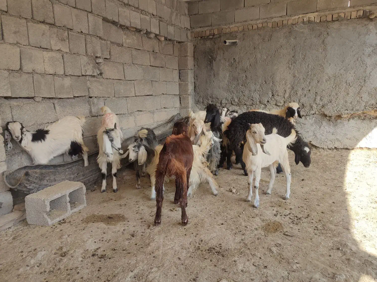 بزغاله سالم|حیوانات مزرعه|ایلام, |دیوار