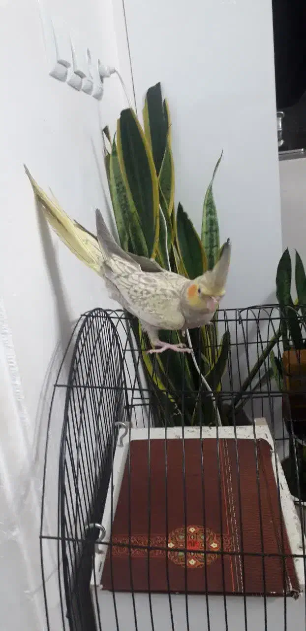 عروس هلندی|پرنده|قم, انسجام|دیوار