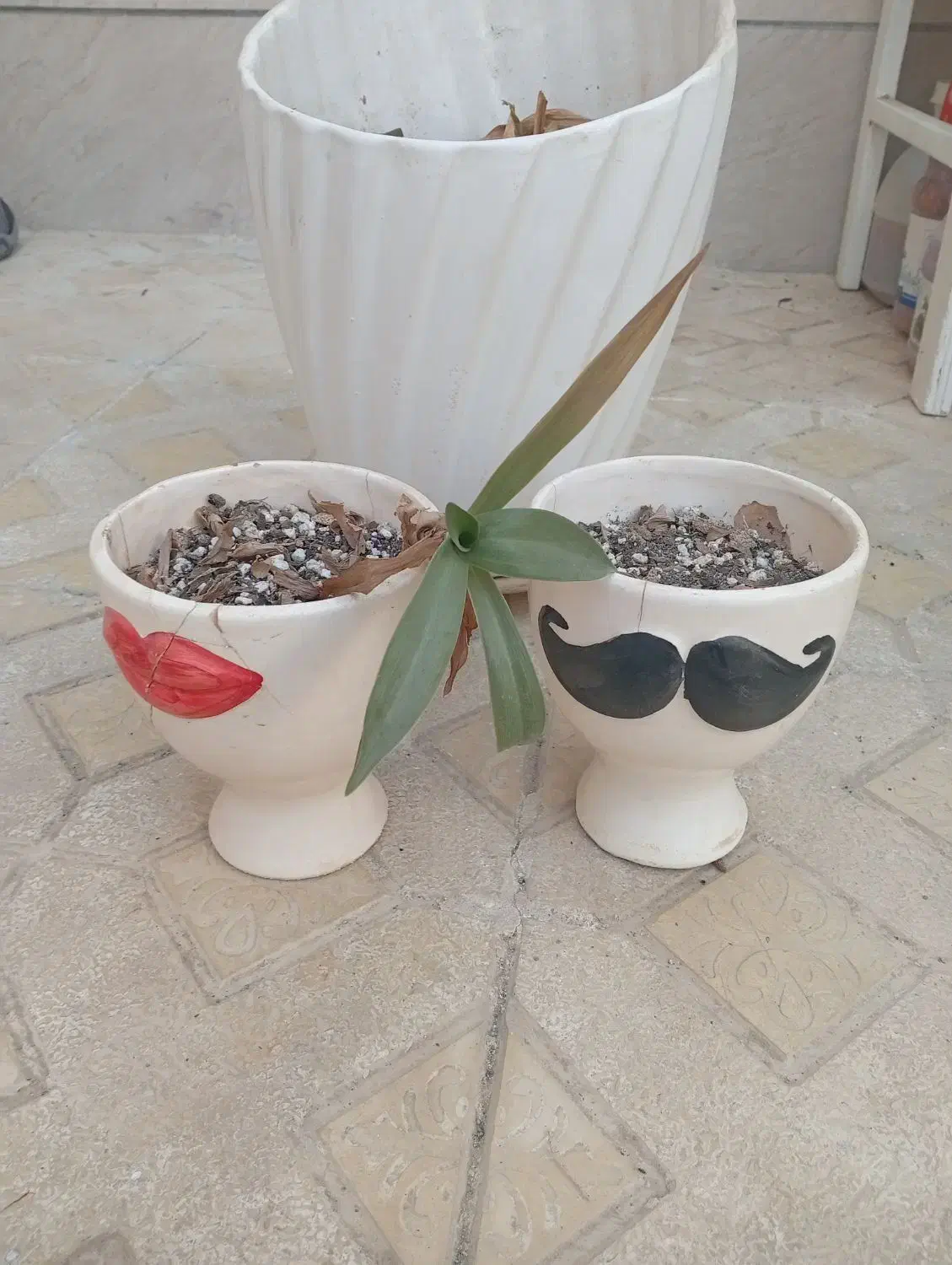 گلدان سرامیکی|گل و گیاه طبیعی|تربتحیدریه, ده پائین|دیوار