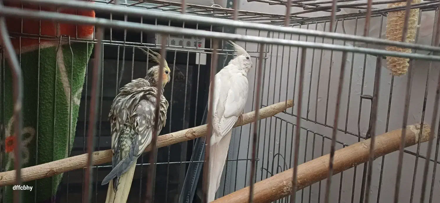 یک جفت عروس هلندی با یک جوجه|پرنده|تهران, منیریه|دیوار