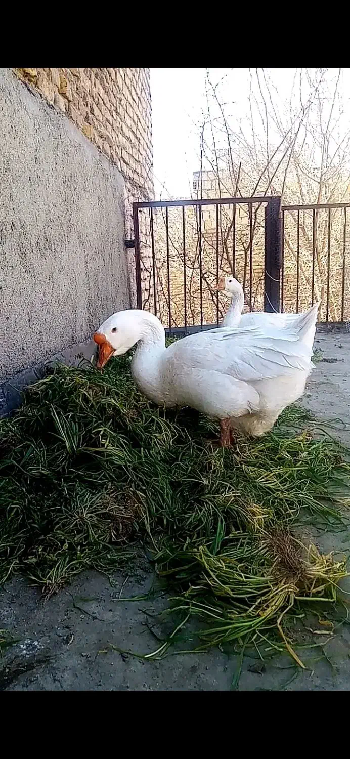 قوغاز دونافه غبغب دار|حیوانات مزرعه|مشهد, هدایت|دیوار