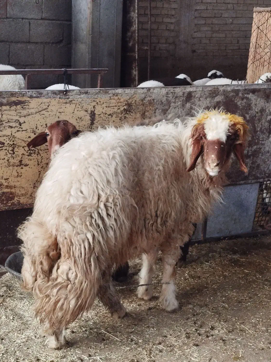 بره نر داشتی، 19تمن|حیوانات مزرعه|آبدانان, |دیوار