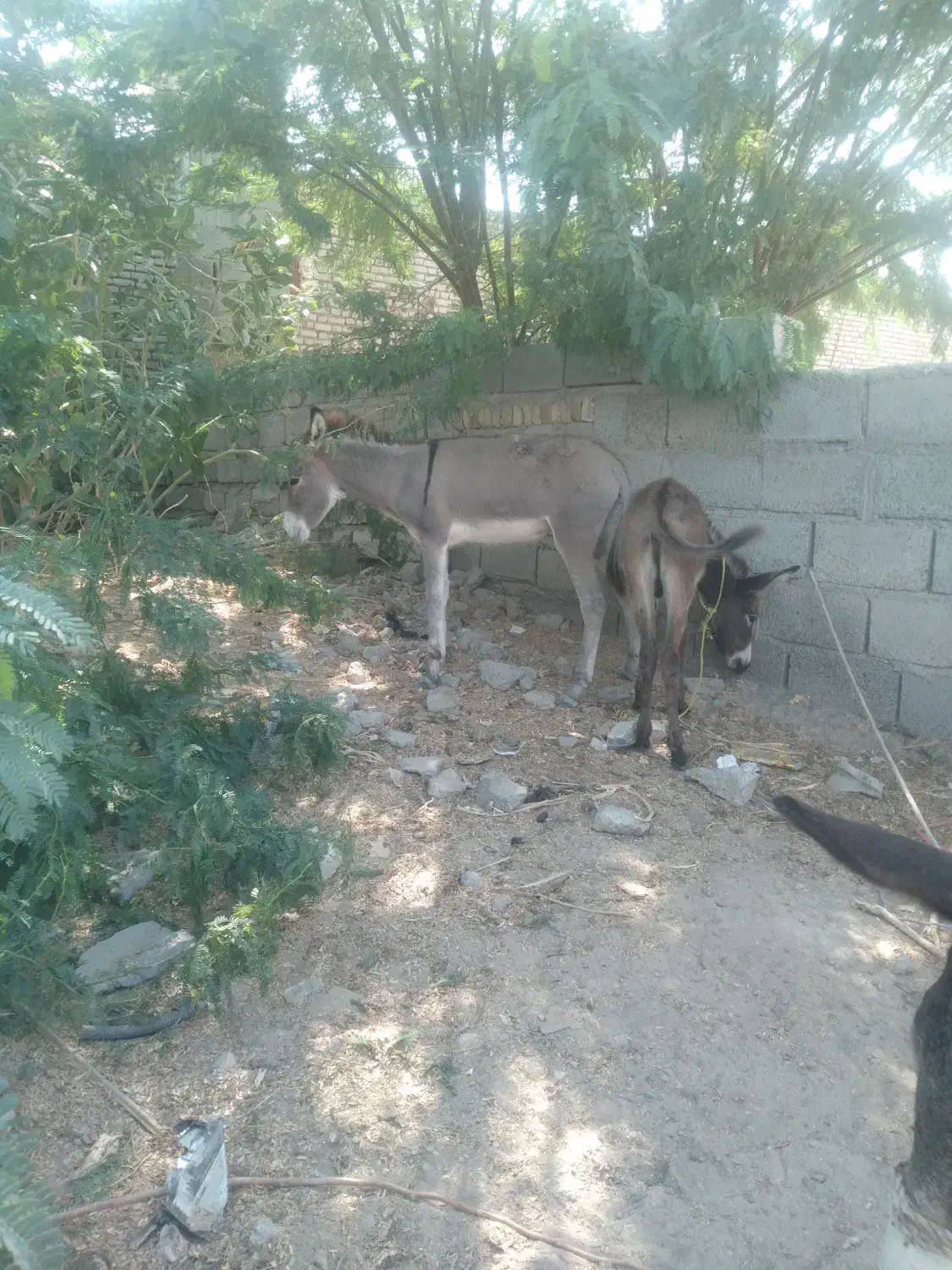 کره نروماده|حیوانات مزرعه|جغین, |دیوار