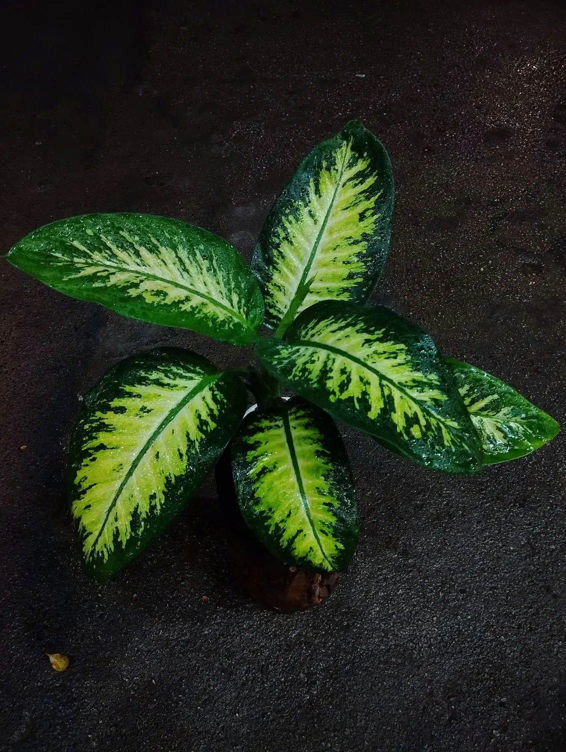 دیفن باخیا|گل و گیاه طبیعی|نیشابور, شهرک قدس|دیوار