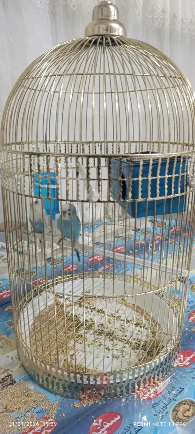 قناری|پرنده|معمولان, |دیوار