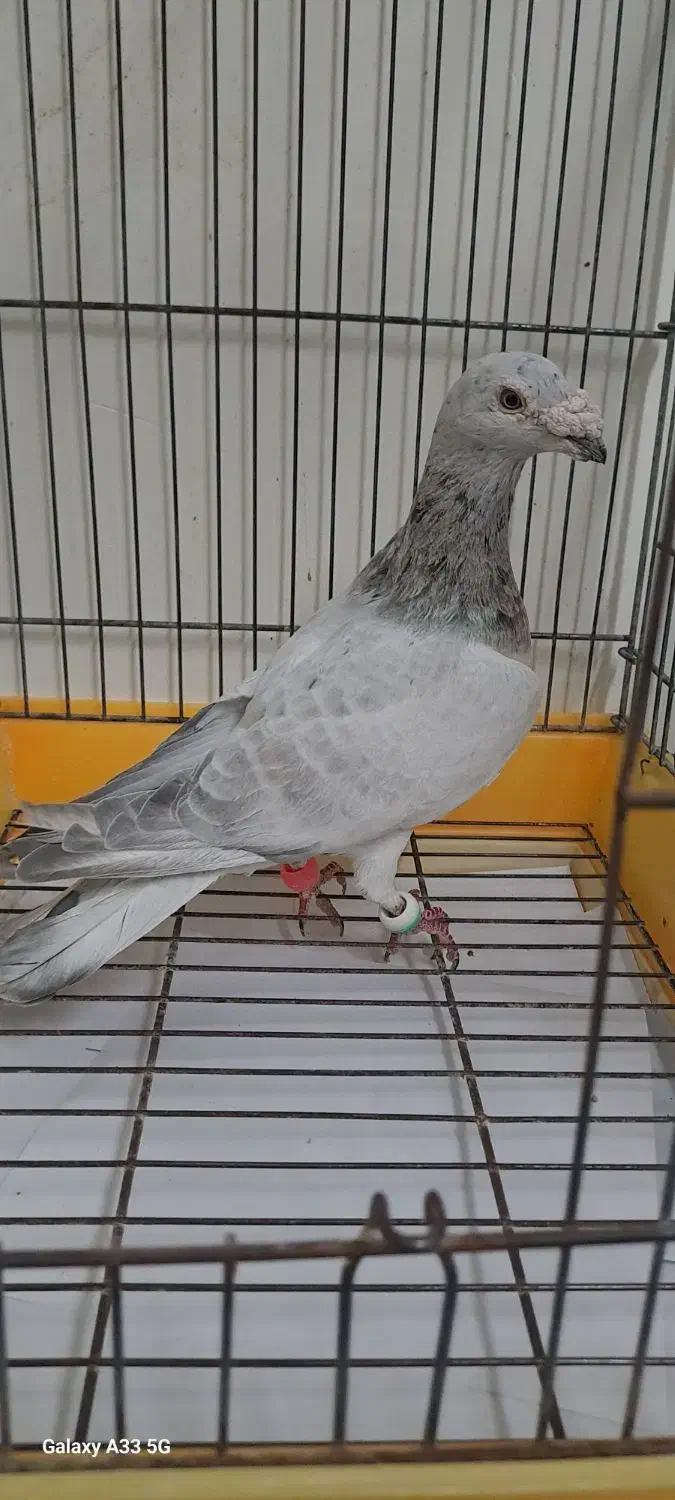 کبوتر مسافتی|پرنده|آمل, |دیوار