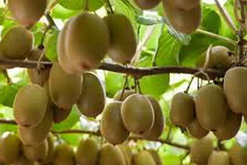 کیوی حدود ۳۰ تن|خدمات باغبانی و درختکاری|تنکابن, |دیوار
