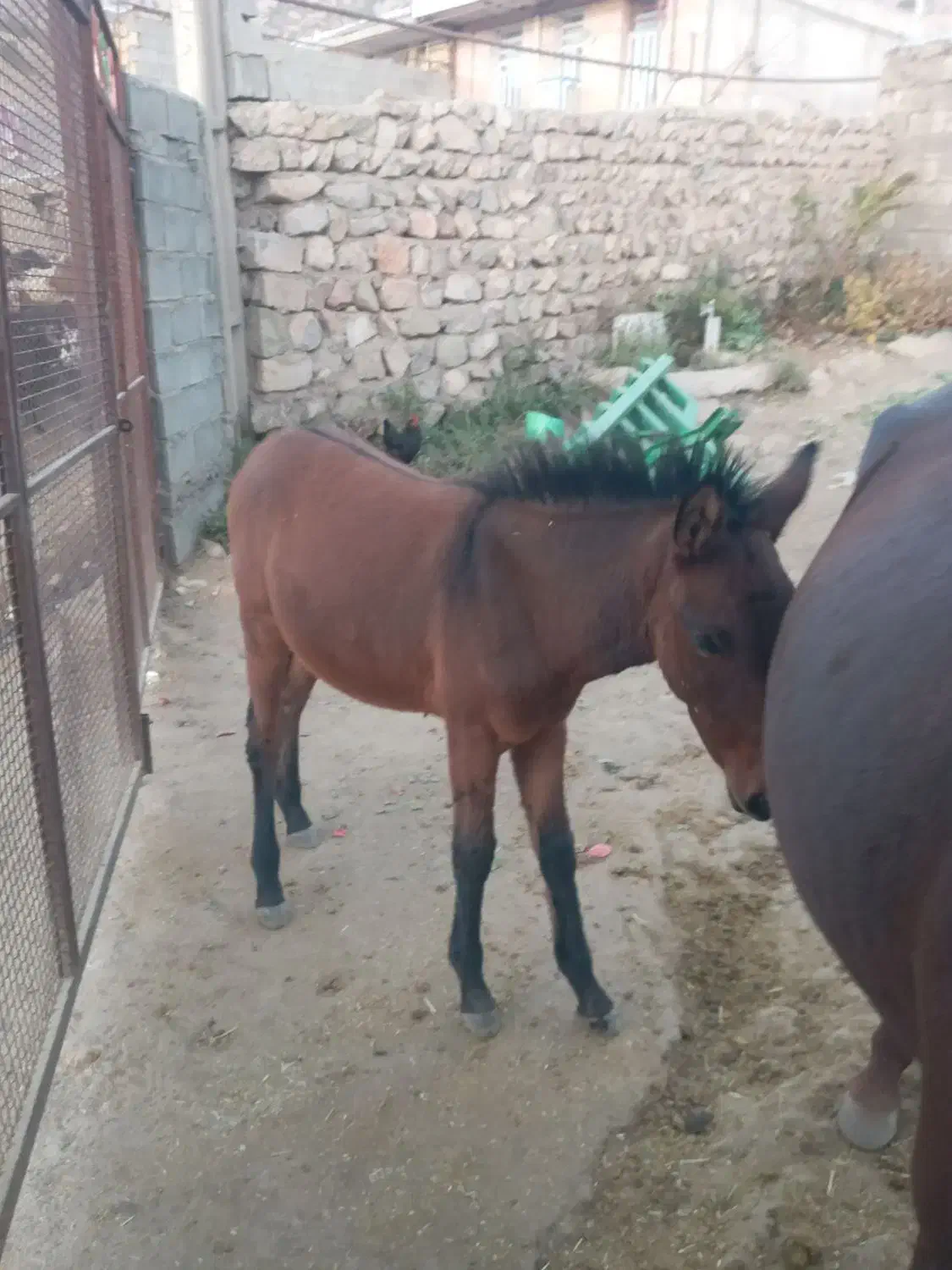 مادیون با قاطر نر|اسب و تجهیزات اسبسواری|چگنی, |دیوار