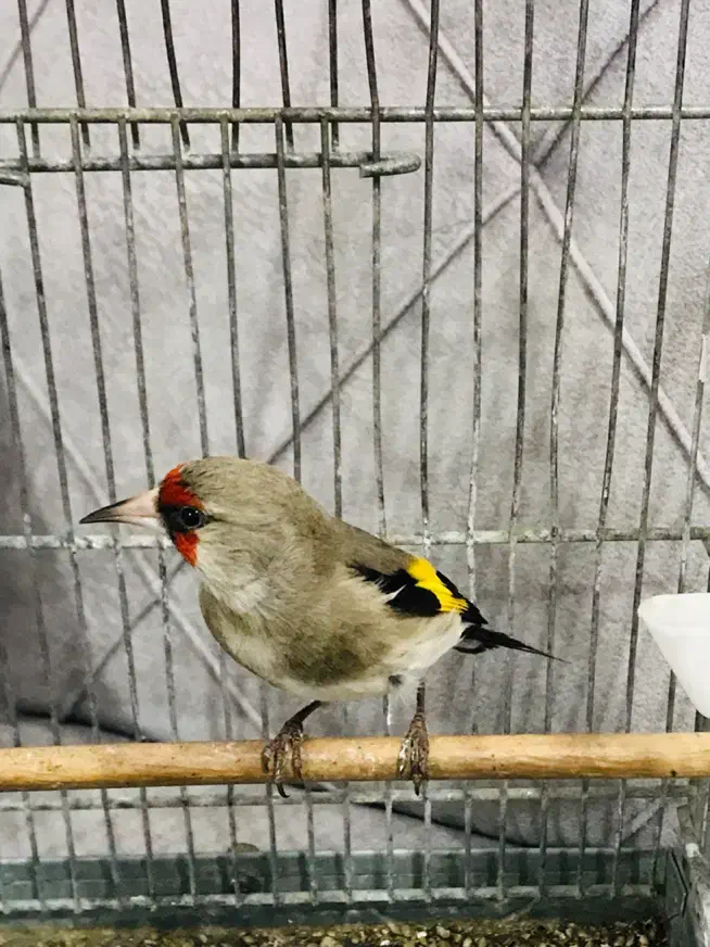 سهره بخون دهن دار|پرنده|پاکدشت, پاکدشت (مامازند)|دیوار