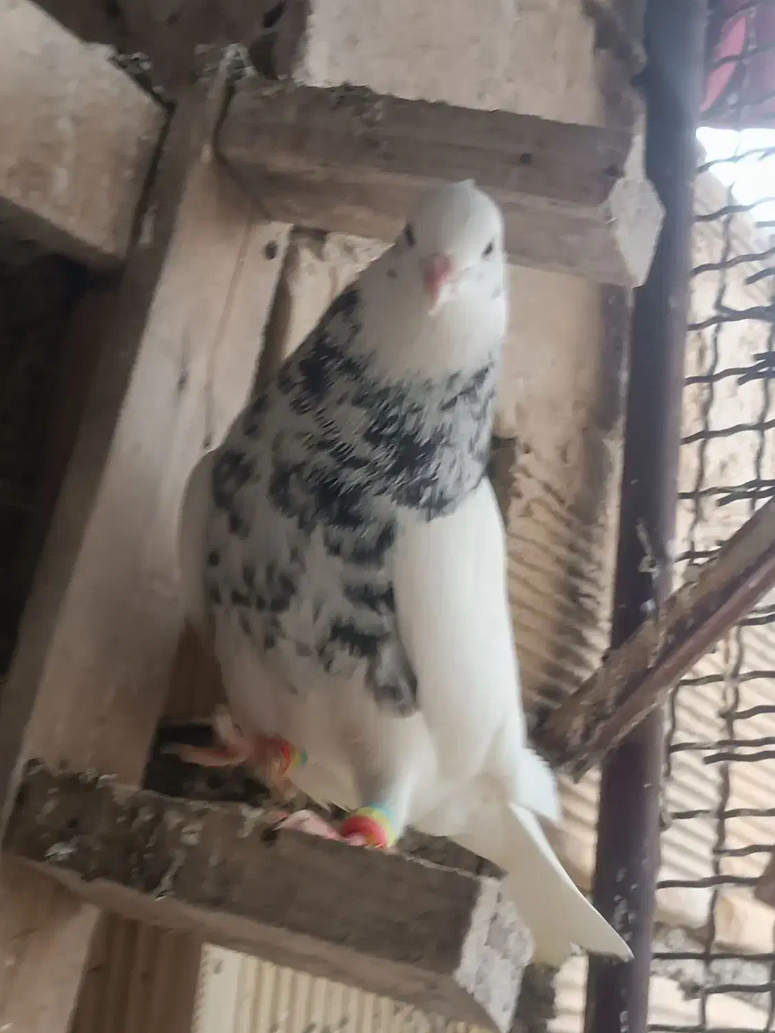 نر طوقی|پرنده|دزفول, |دیوار