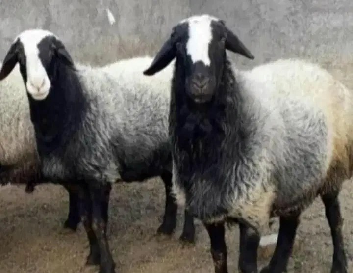 همه وزن گوسفند‌نذری عقیقه با هر توان مالی|حیوانات مزرعه|قم, جمکران|دیوار