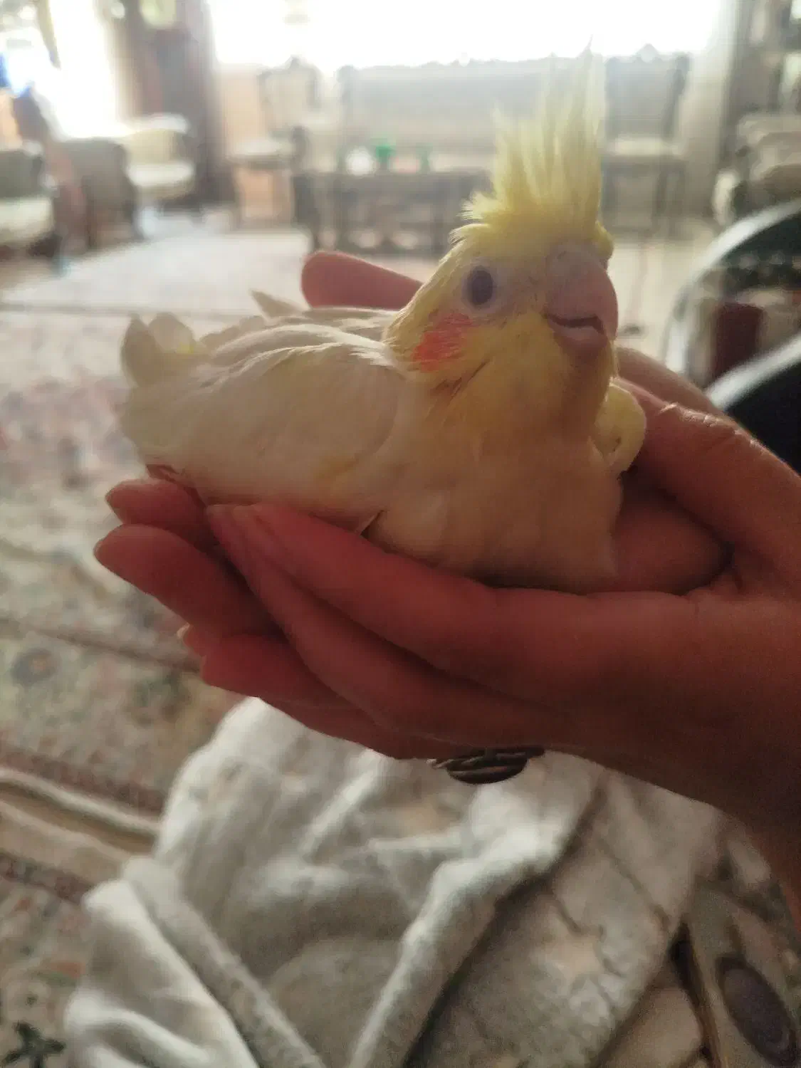 عروس هلندی|پرنده|اسلام‌شهر, شهرک واوان|دیوار