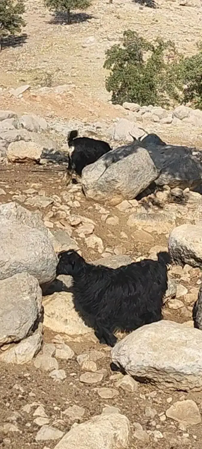 دو راس کهره رو هم 30کیلو|حیوانات مزرعه|کوهمره, |دیوار