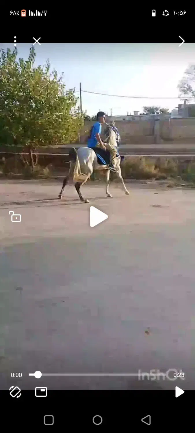 اسب|اسب و تجهیزات اسبسواری|زنجان, |دیوار