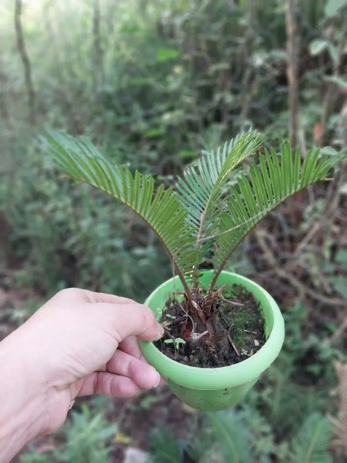 سیکاس|گل و گیاه طبیعی|رشت, حومه رشت|دیوار