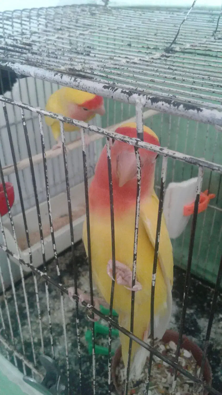 جفت کتوله اهلی|پرنده|بیرجند, |دیوار