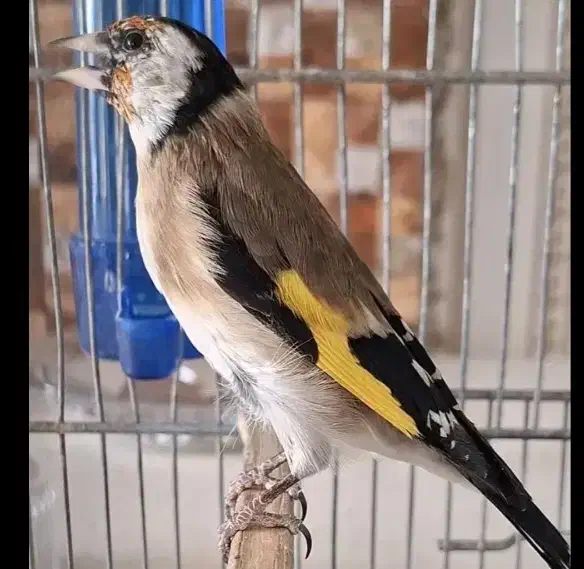 سهره نربستان آبادیقه سفیدنشون دارمعاوضه هم دارم|پرنده|کرج, کمالشهر|دیوار