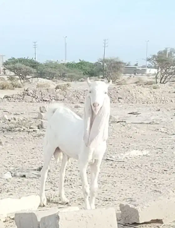 نر گلابی|حیوانات مزرعه|بندرعباس, |دیوار