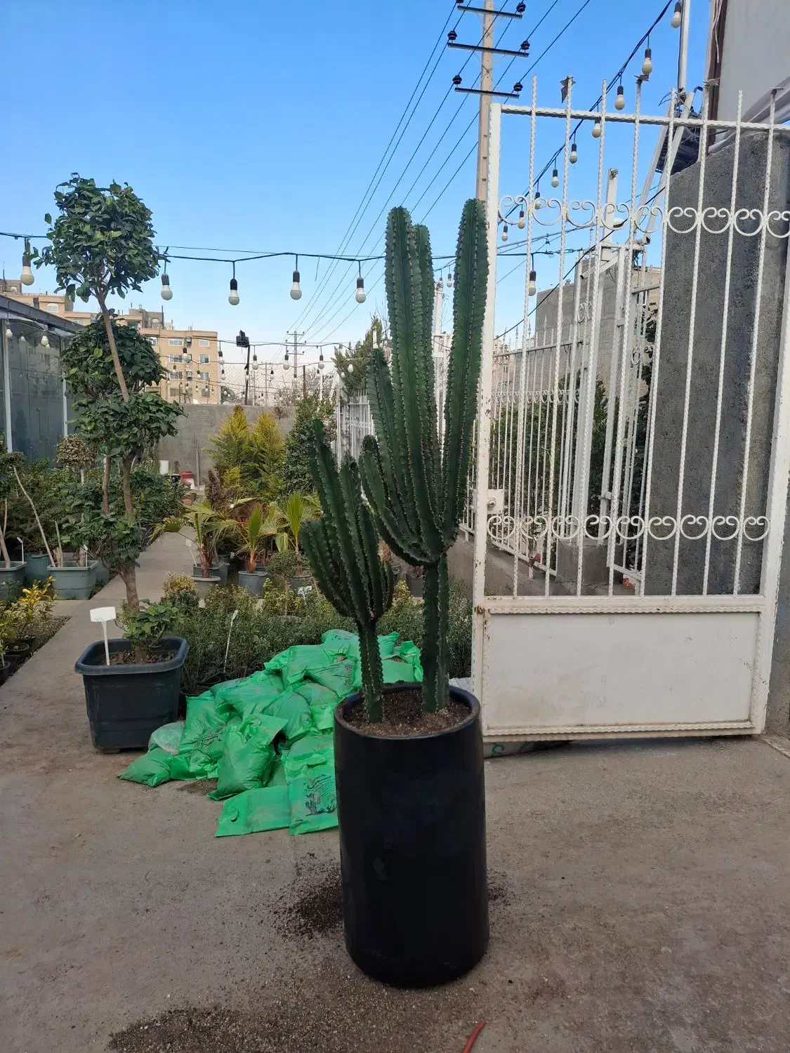 کاکتوس افوربیا|گل و گیاه طبیعی|مشهد, نیروی هوایی|دیوار