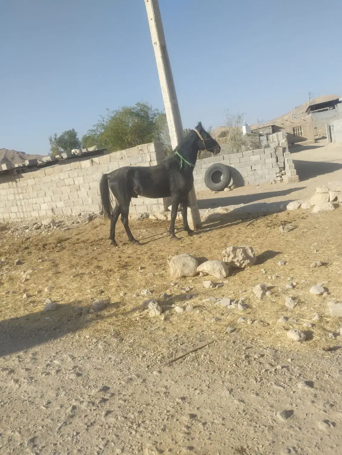 فروش نریون مشکی خوشکل شیش دنگ|اسب و تجهیزات اسبسواری|ایزدخواست, |دیوار