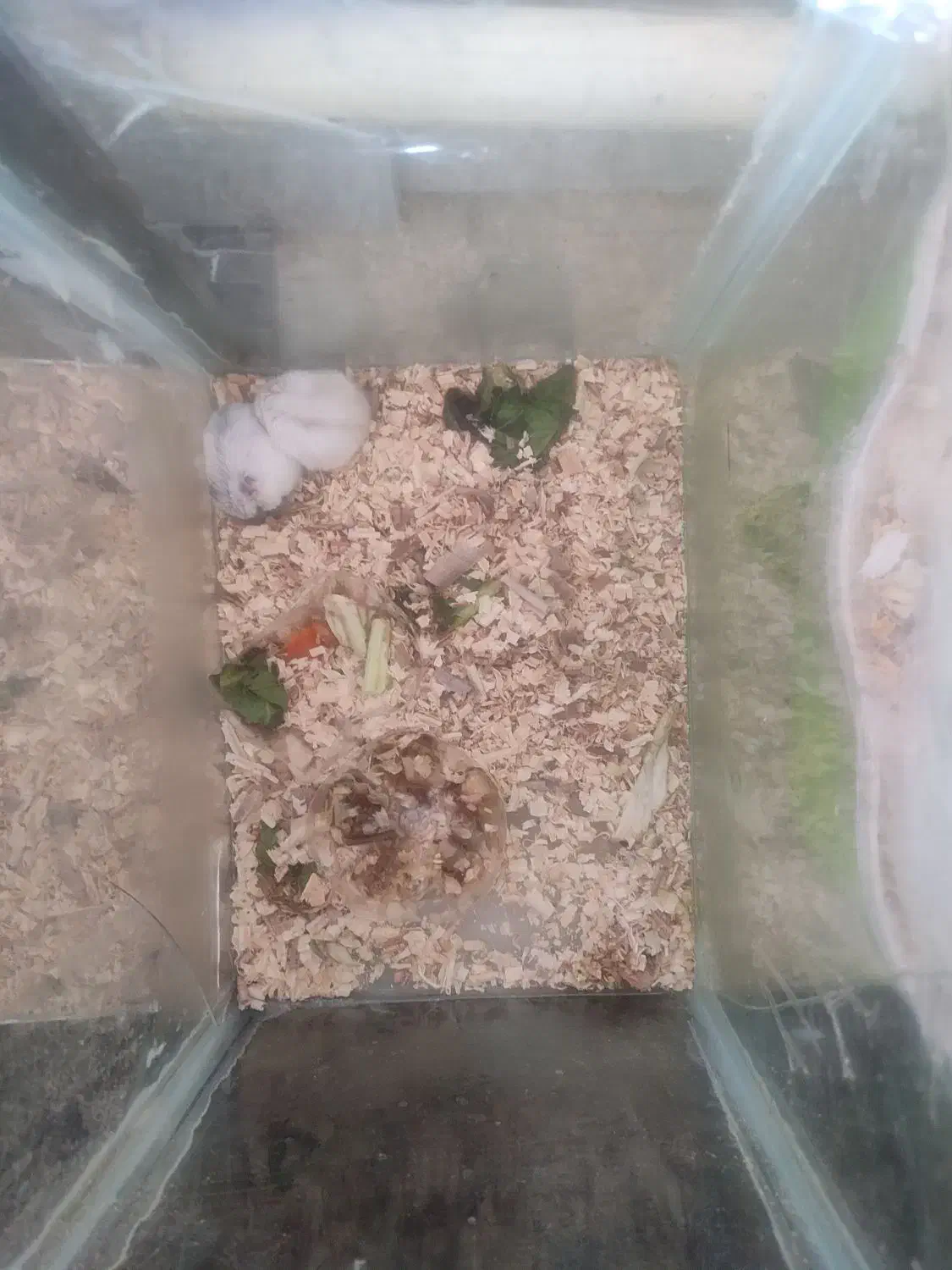 همستر کمپل جفت مولد|موش و خرگوش|سهند, |دیوار