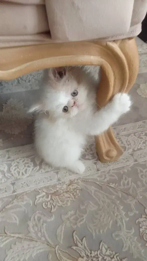 گربه|گربه|قزوین, |دیوار