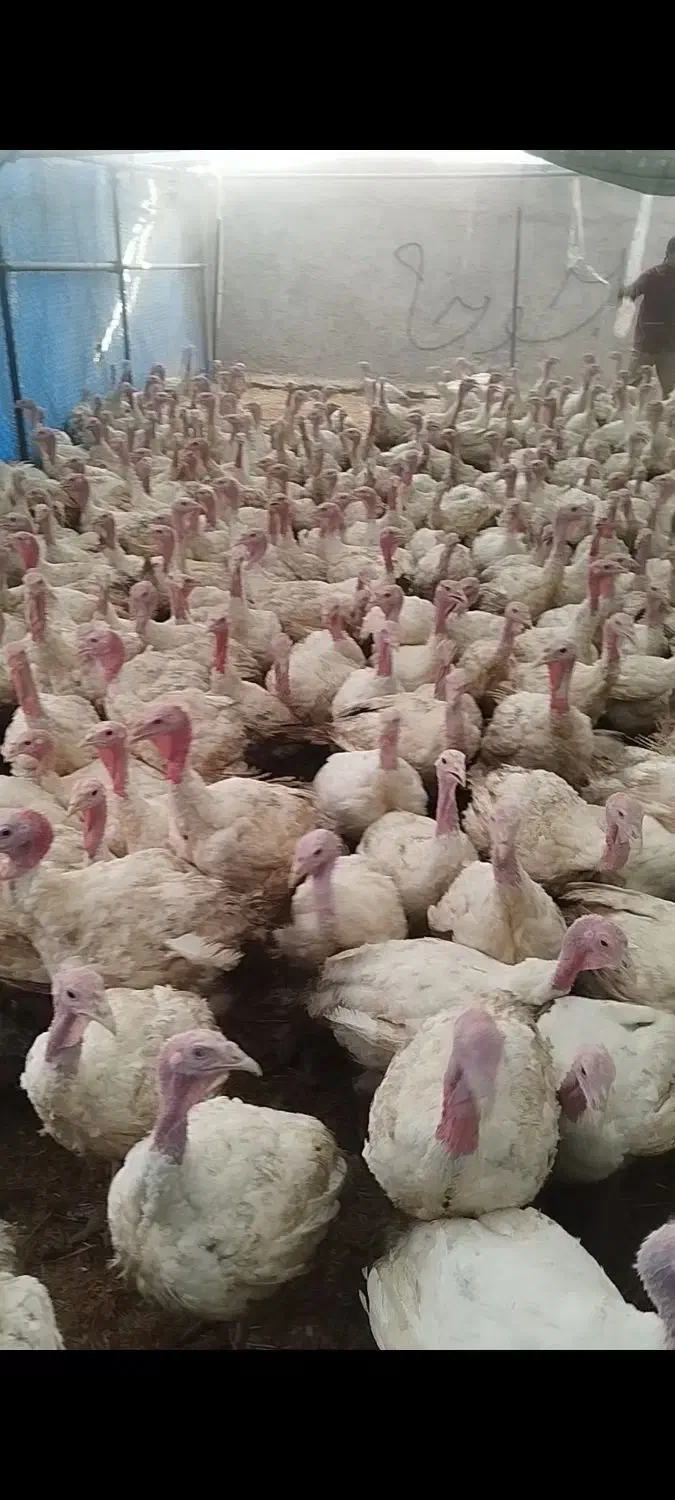 بوقلمون بیوتی 6|حیوانات مزرعه|اصفهان, ارغوانیه|دیوار