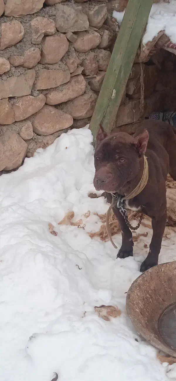 حیوان|سگ|فاروج, |دیوار