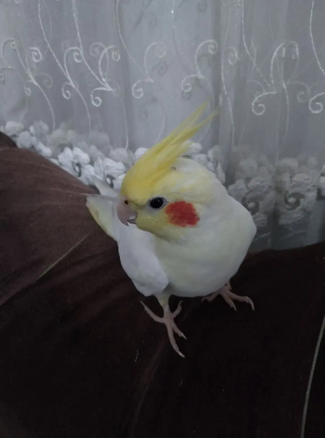 عروس هلندی لوتینو دستی|پرنده|نجفآباد, یزدانشهر|دیوار