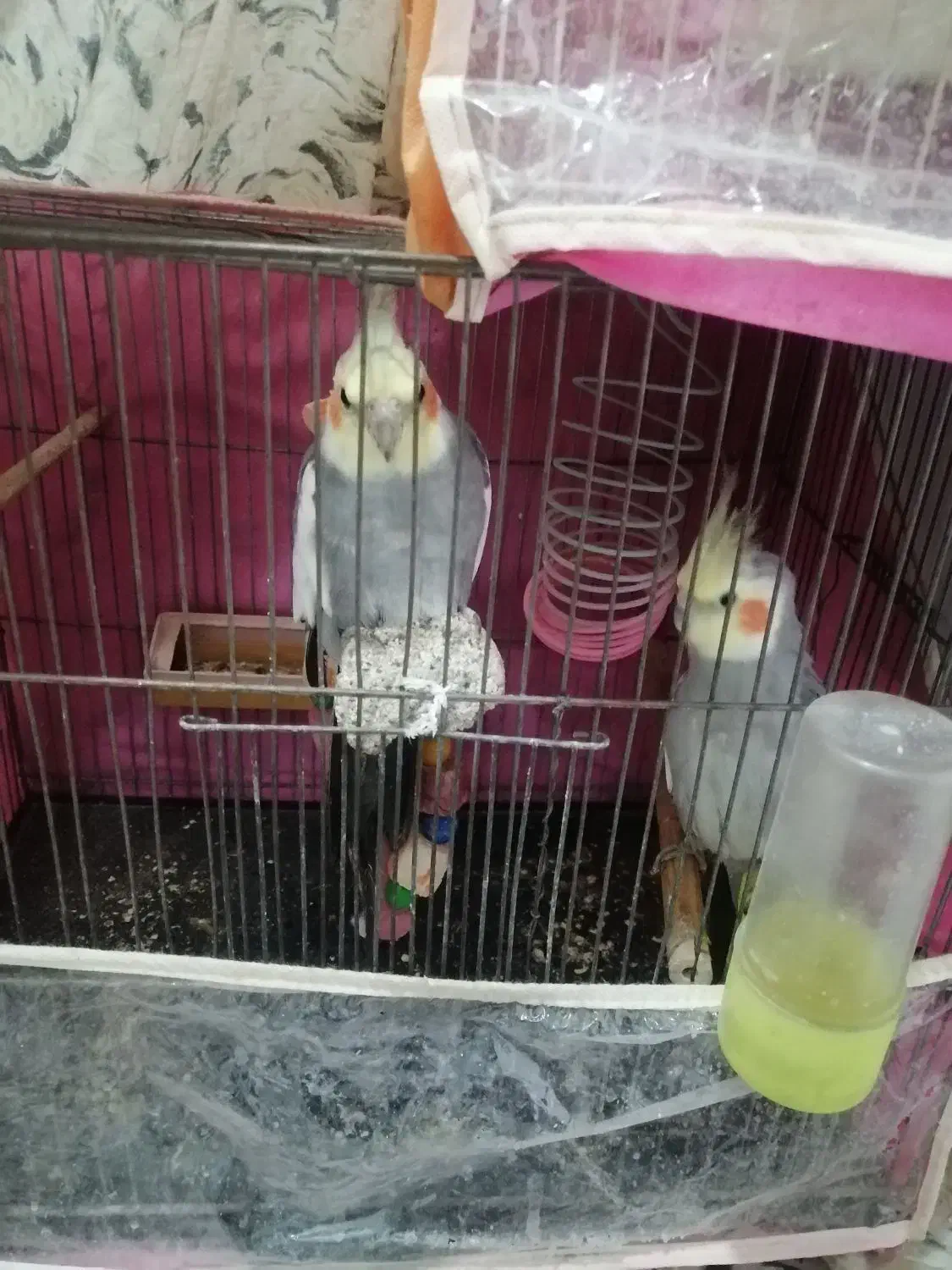 عروس هلندی|پرنده|مشهد, مشکینی (شهرک غرب)|دیوار