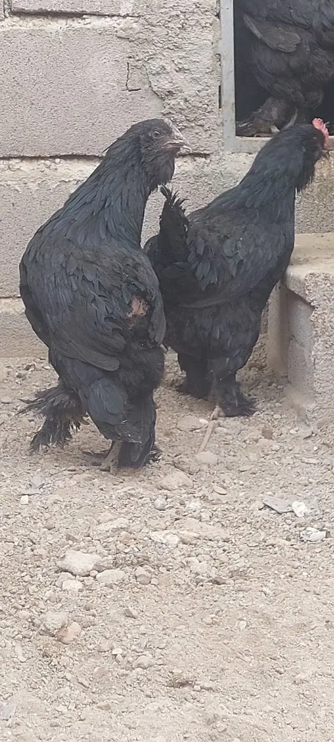 تخمنطفه دار مرندی|حیوانات مزرعه|همدان, |دیوار