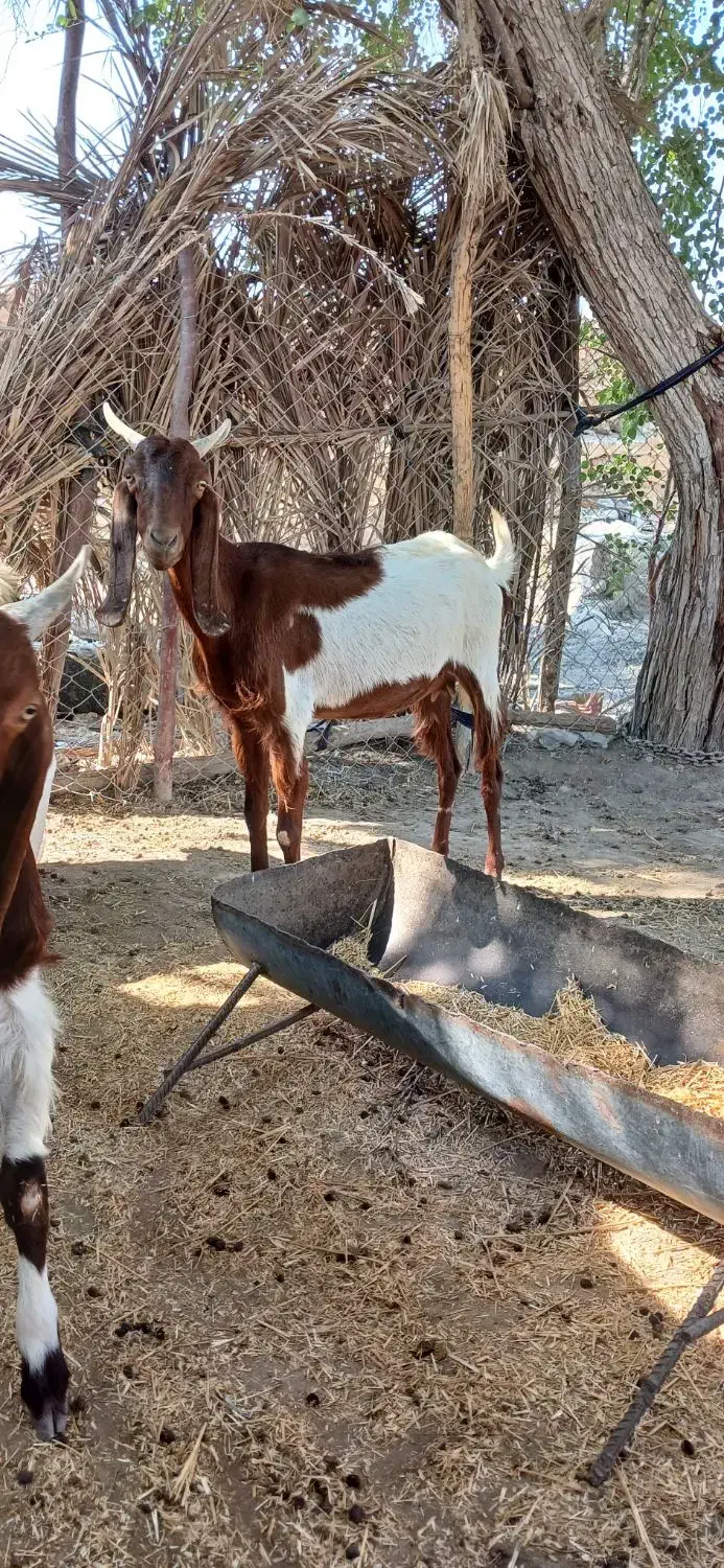 بزو کهره|حیوانات مزرعه|اهرم, |دیوار